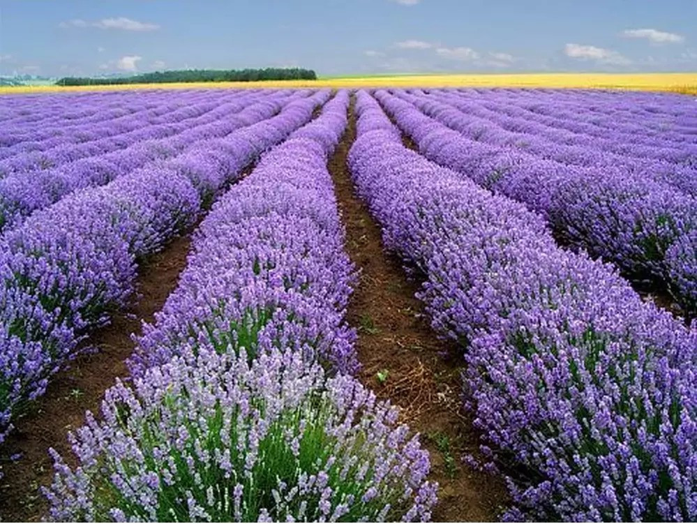 1000+ LAVENDER VERA SEEDS — HEIRLOOM — STRONG SCENT – MEDICINAL