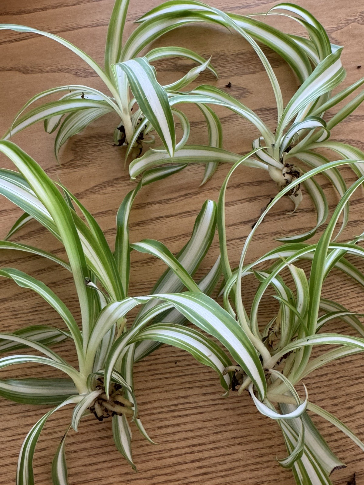 5 Spider Airplane Plants Rooted Starts / Variegated / Live Plants