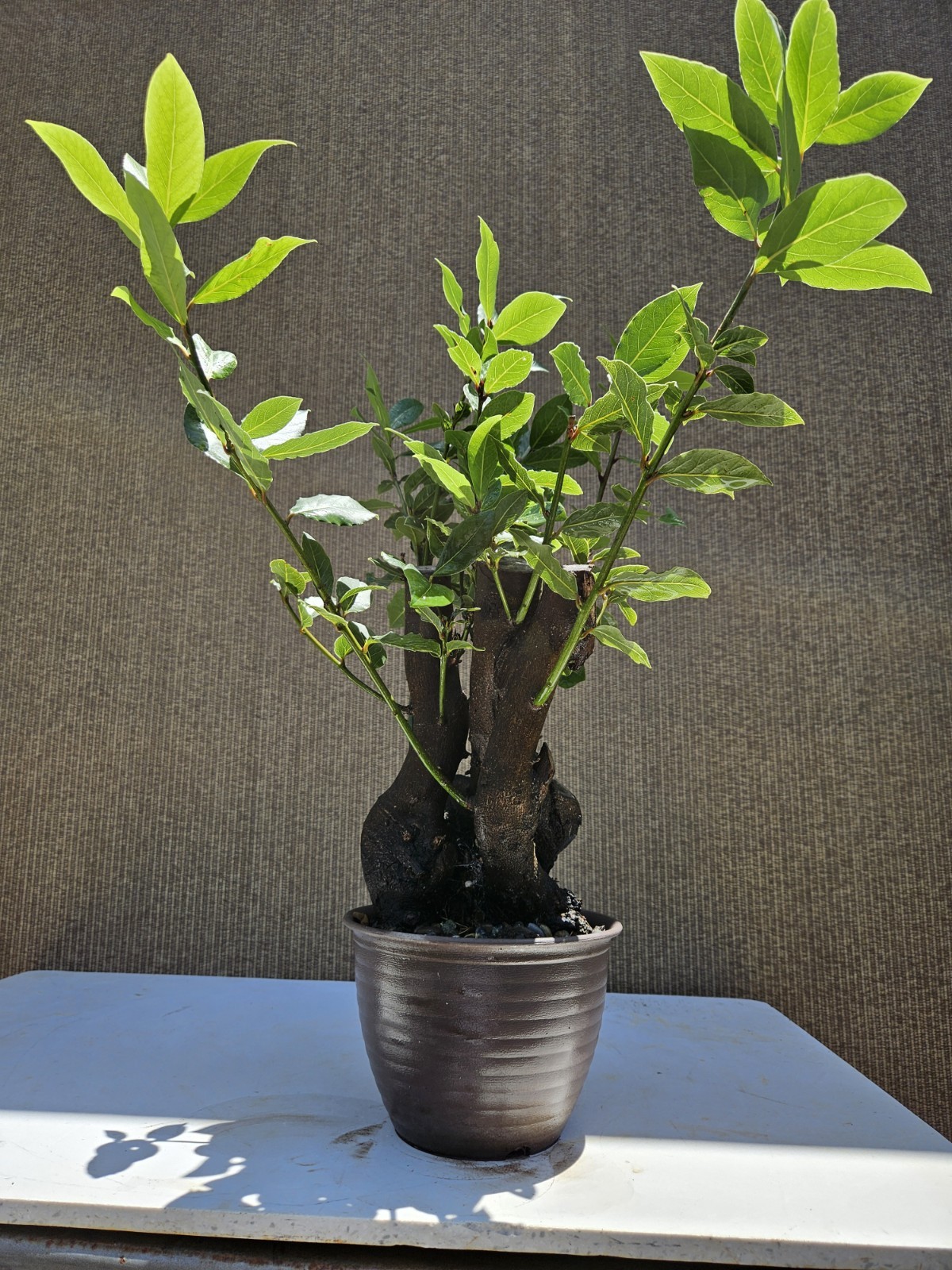Old Sweet Bay Leaf ( Bay Laurel ) Bonsai Tree,,, SALE