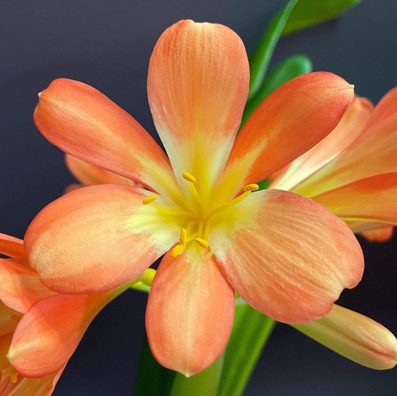 Clivia Little Clown x Big Peach seedlings | SapphireChild Orchids