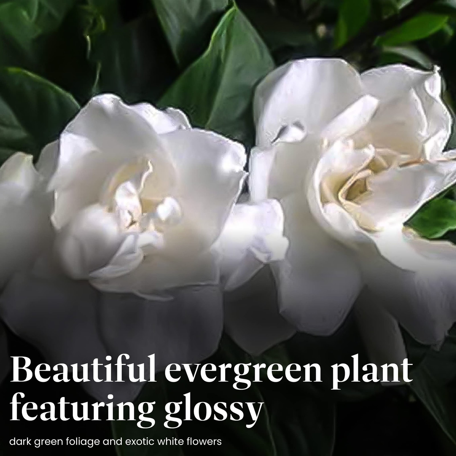 American Plant Exchange Gardenia Tree – Live Evergreen in Large 8-Inch Pot