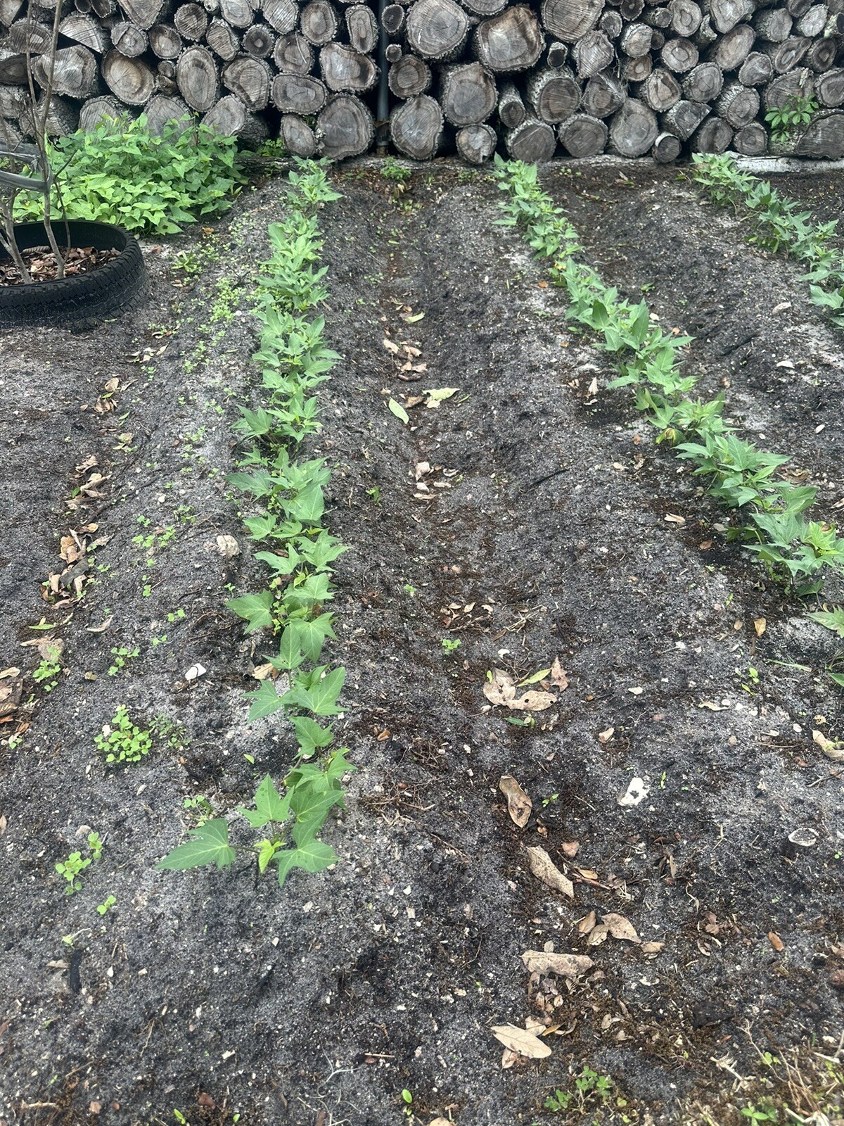 5 Purple And White Japanese Yam Sweet Potato Slips Rooted In A Cup (DâyLangNhat