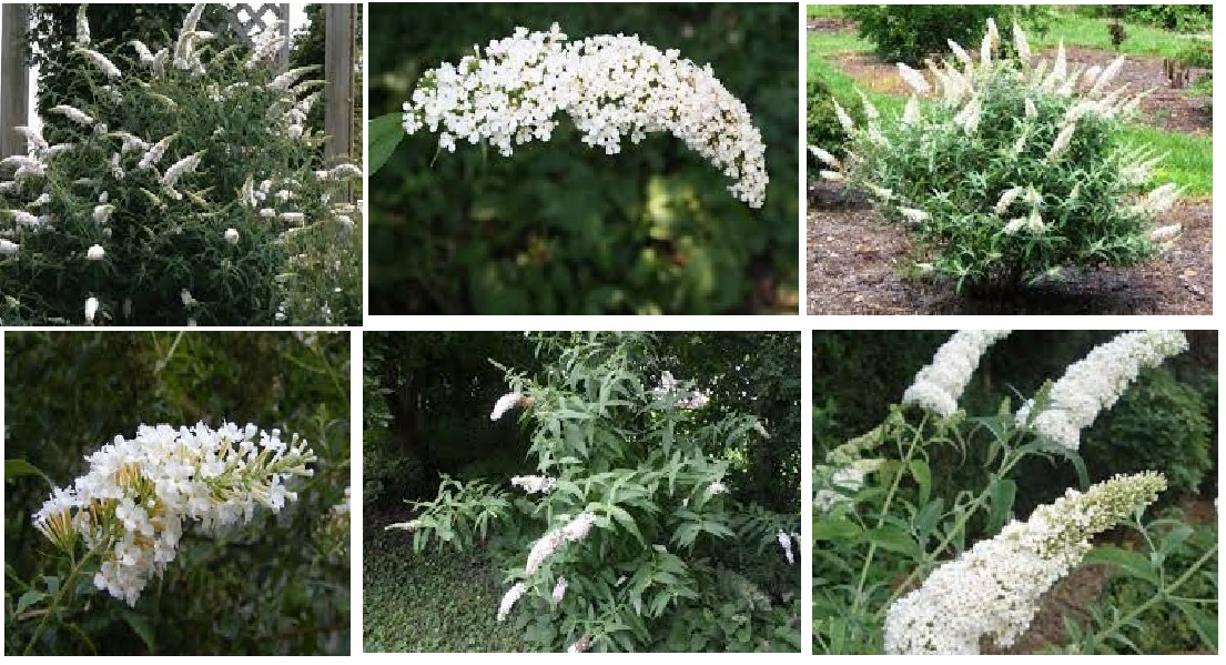 White Crystal Butterfly Perennial Bush Shrub 100 Seeds USA Seller