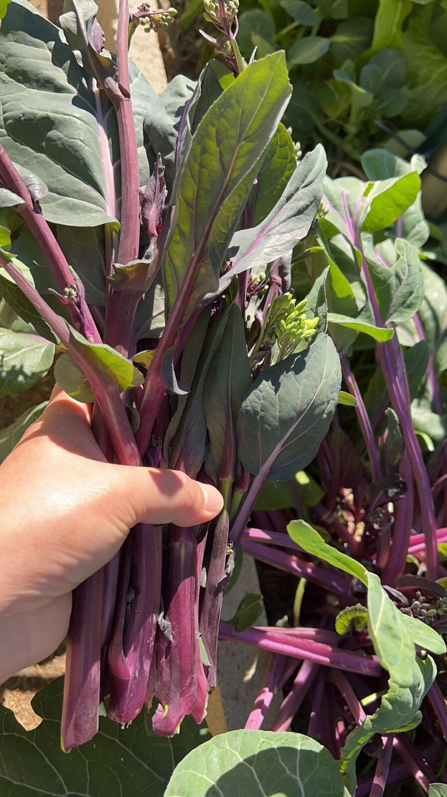 400+Purple Choy Sum seeds Hon-Tsai Tai Kosaitai Flowering Cabbage 400多粒（紫）红菜苔种子
