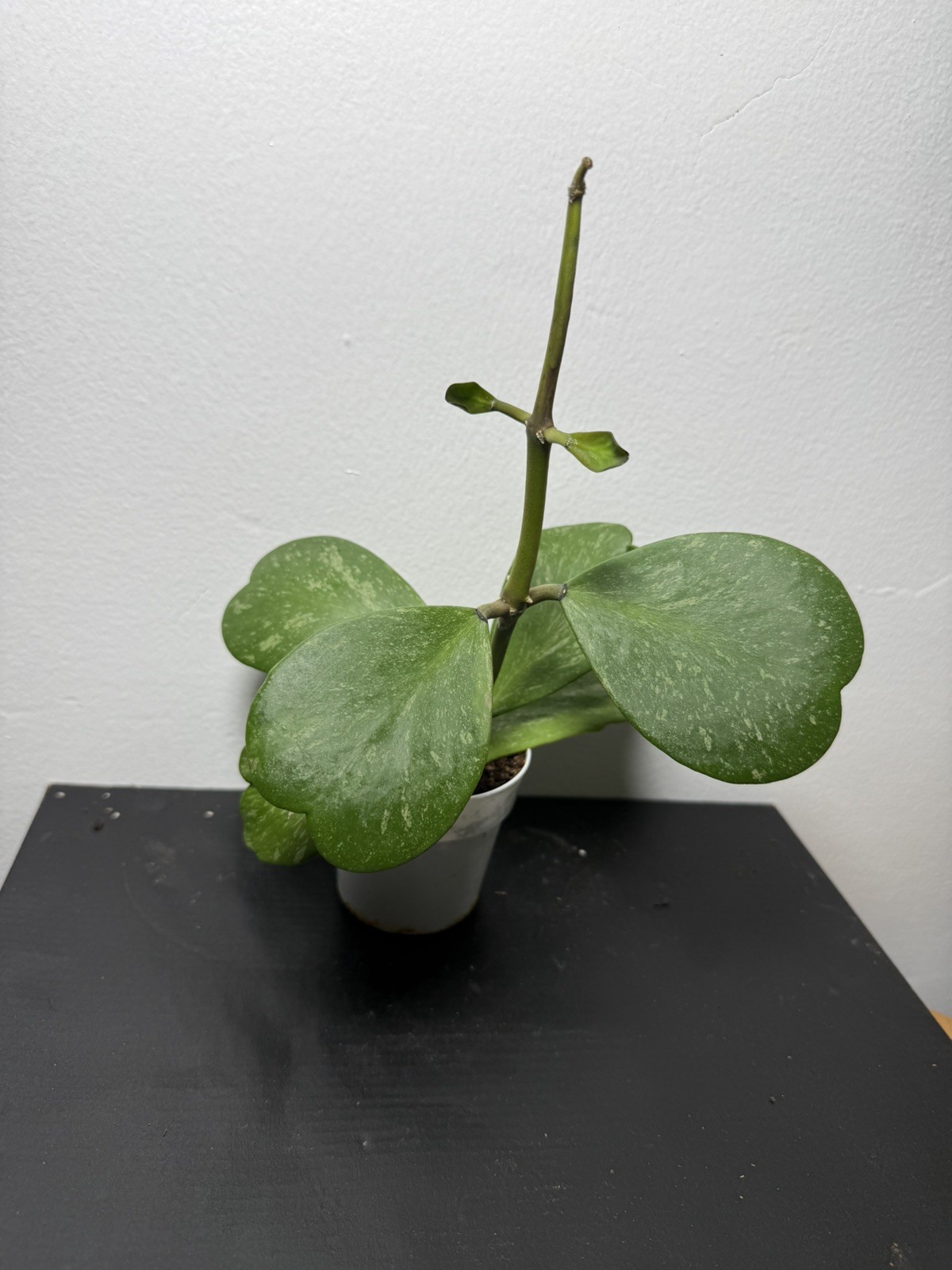 Hoya Kerrii Silver – Fully Established Plant