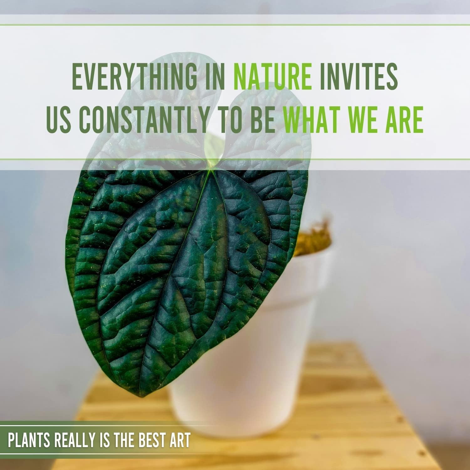 Anthurium Luxurian (Pack of 2) Exotic Green Indoor House Plant