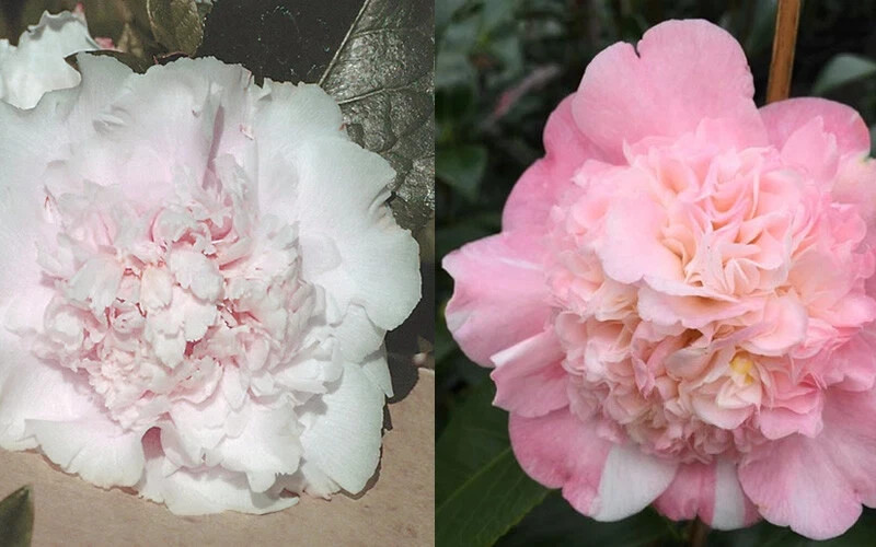**LOOK AGAIN**Camellia Japonica-STARTER Plant-PINK OR WHITE OR BOTH???VERY RARE