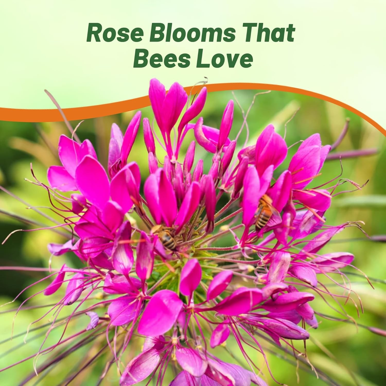1000 Seeds Cleome Drought Tolerant Spider Flower Rose Queen Garden Plant