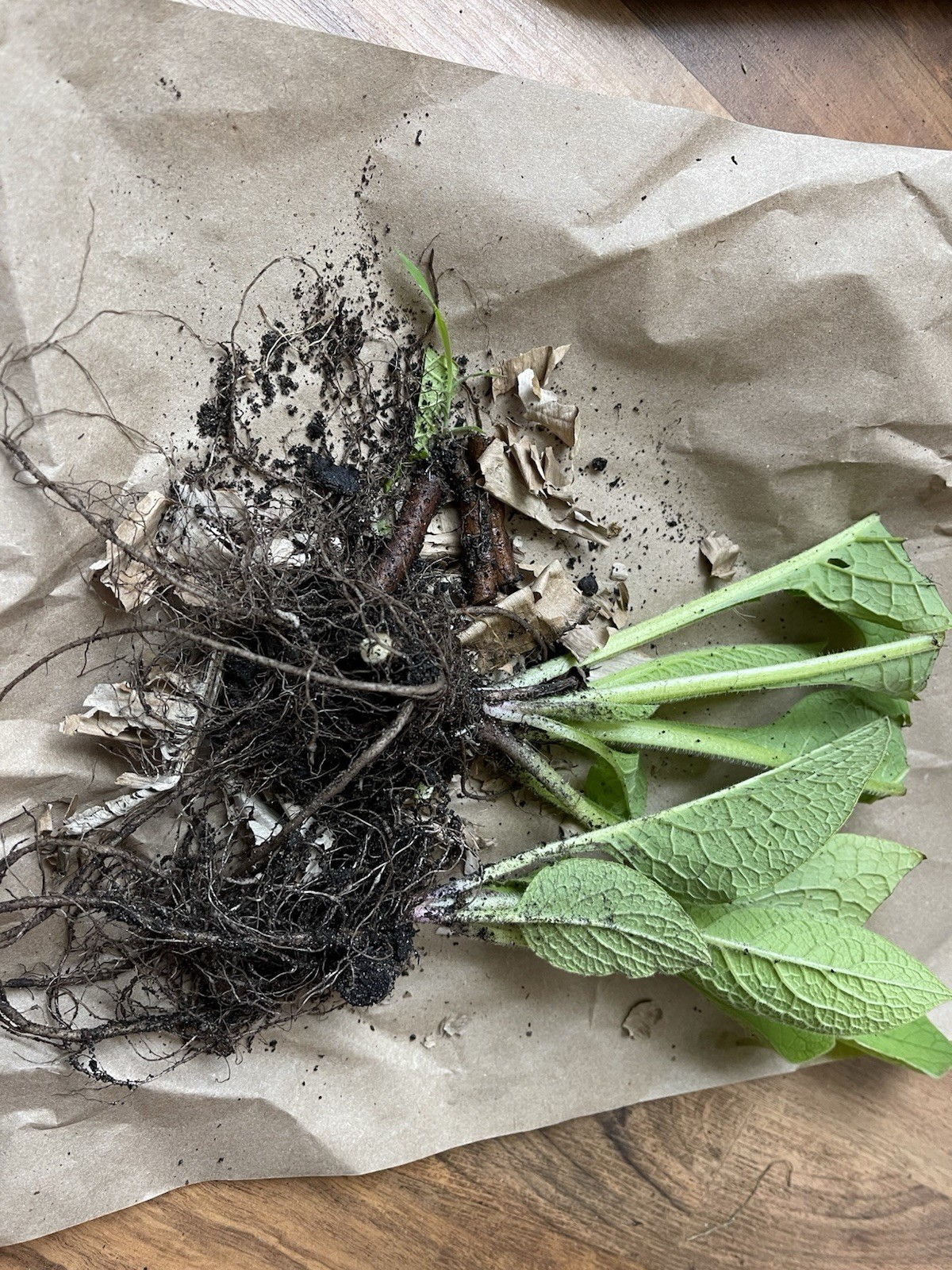 Russian Comfrey Bocking #14, (5) matured Root Cuttings or 1 Established plant