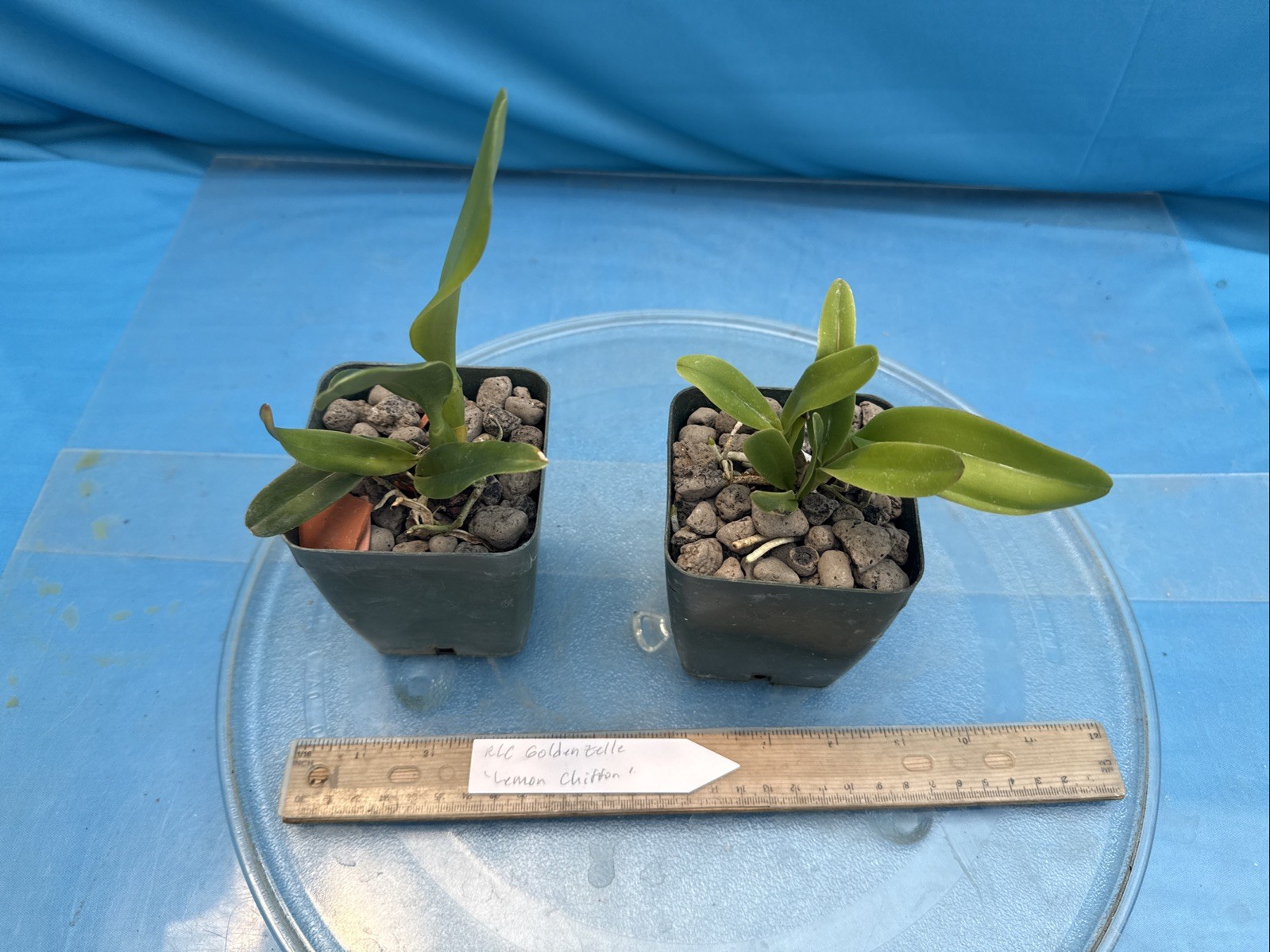 Cattleya Rlc Goldenzelle ‘Lemon Chiffon’ Fragrant Yellow Orchid Hybrid 4” RePot