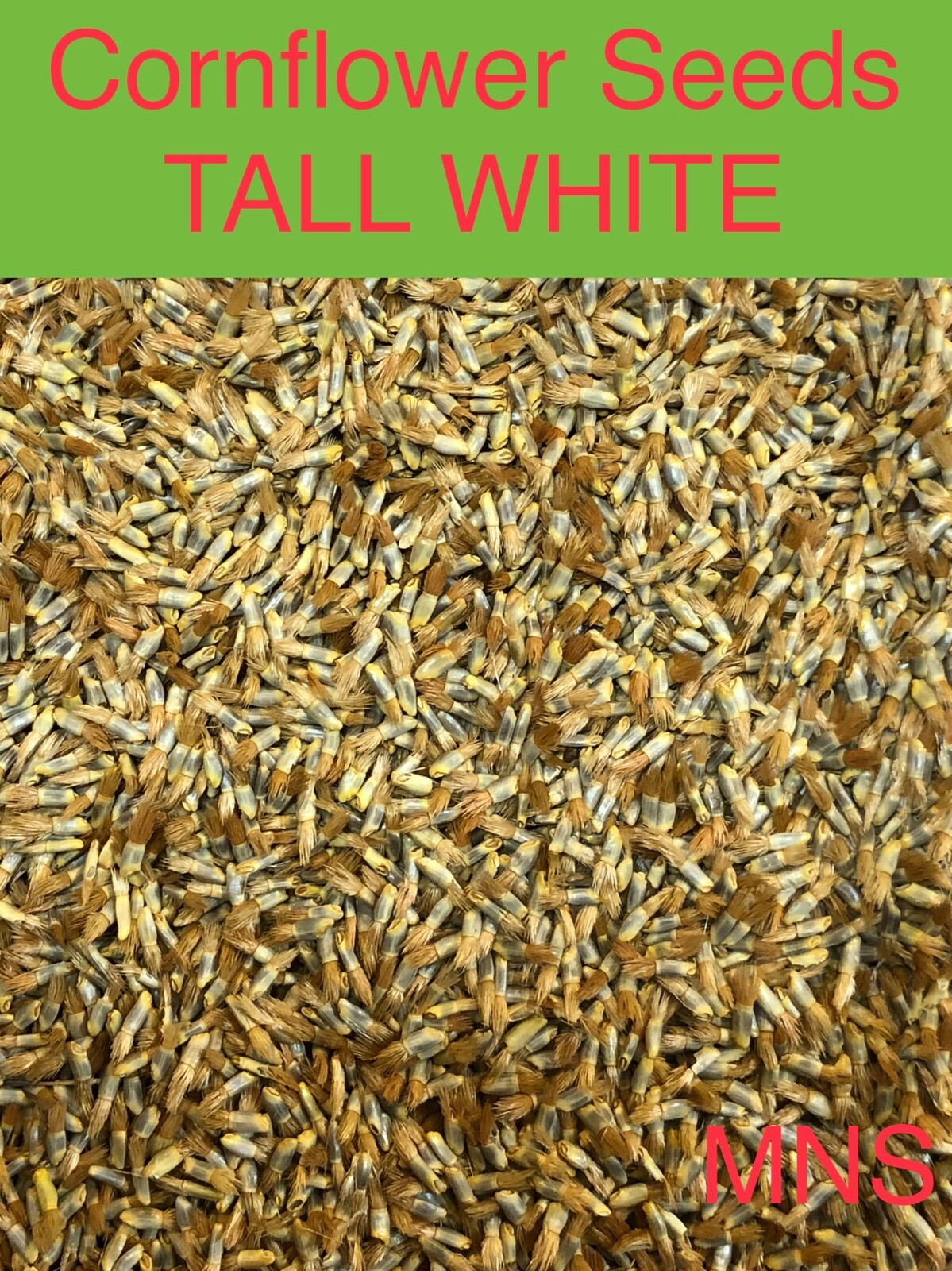 Cornflower / Bachelor Button TALL WHITE Heirloom Sun/Shade Non-GMO 400 Seeds
