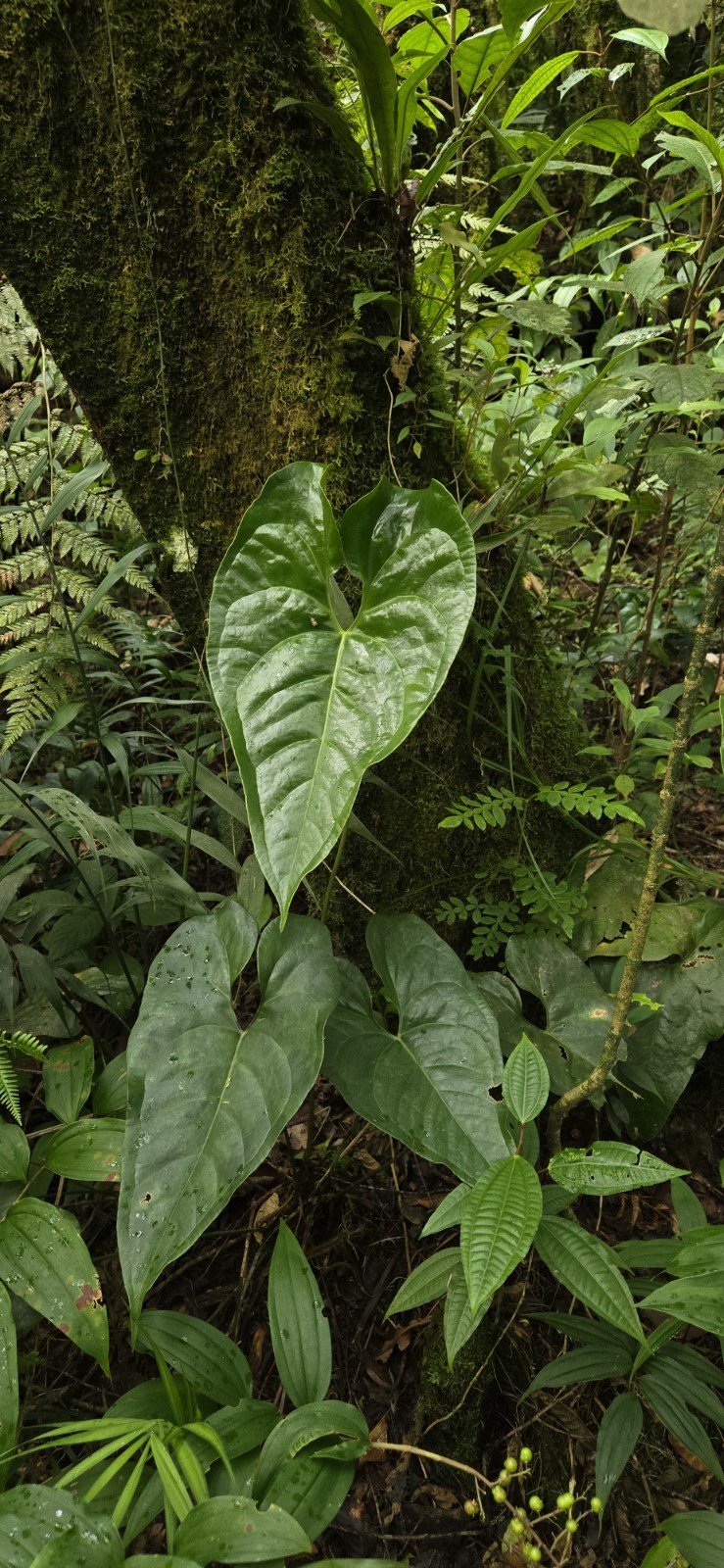 Anthurium umbrosum BL3