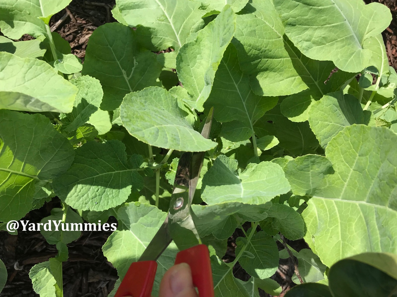 Ethiopian Kale SEEDS- Brassica Carinata- African Kale Ethiopian Mustard Green
