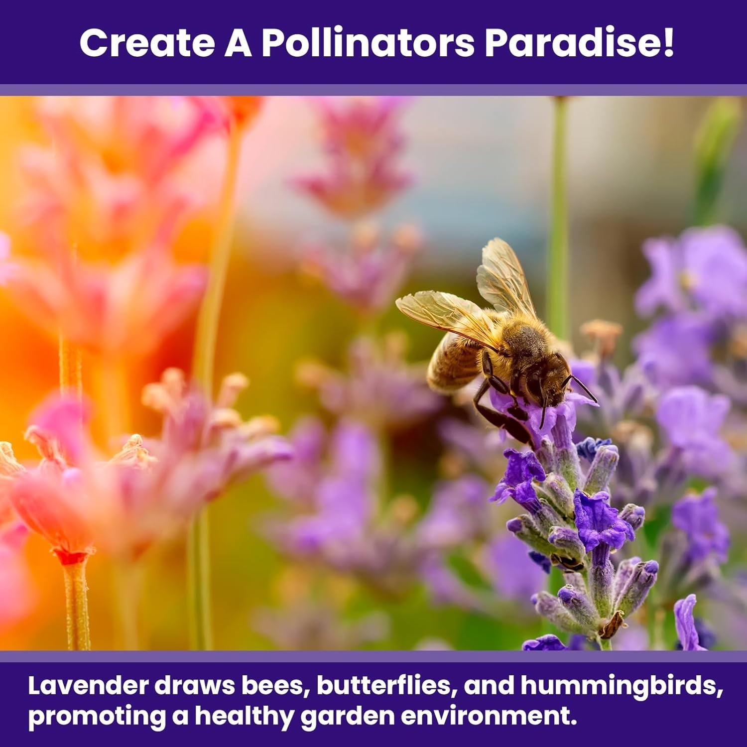 1500 English Lavender Seeds for Planting Outdoors or Indoors, 90% Germination…