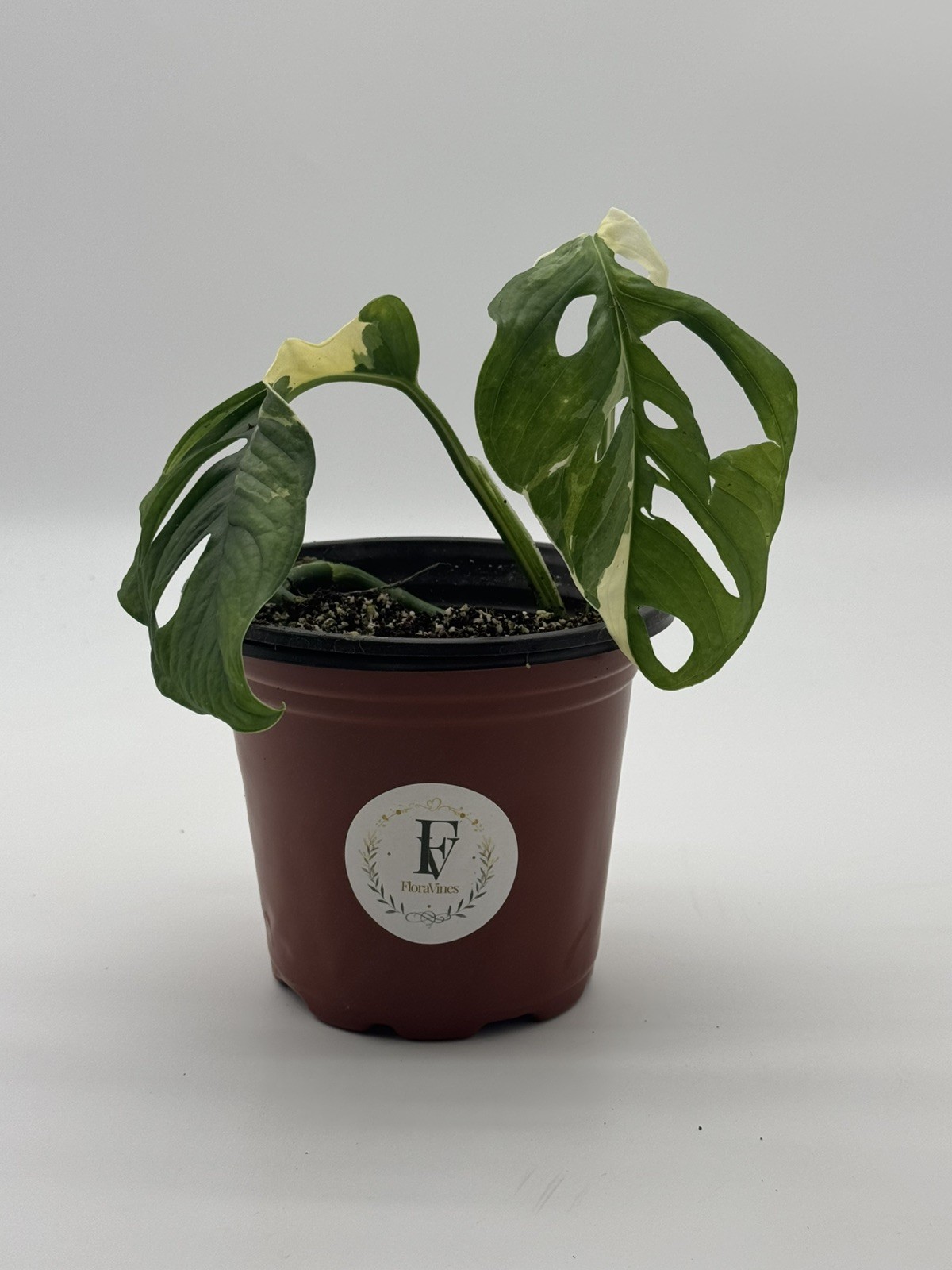 Monstera Adansonii Albo Variegated Live Plant 6″ Pot Rare Swiss Cheese Plant