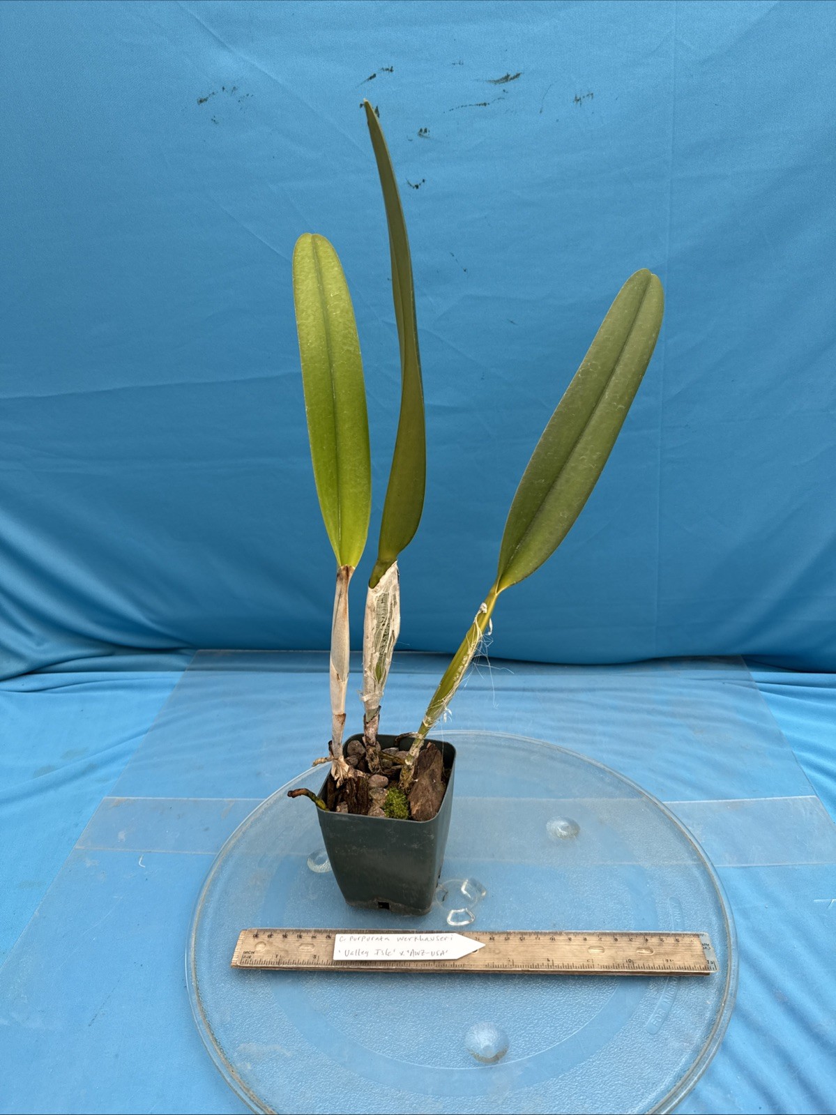 Cattleya purpurata Werkhauseri ‘Valley Isle’ X ‘AWZ USA’ Orchid Species 4” Pot