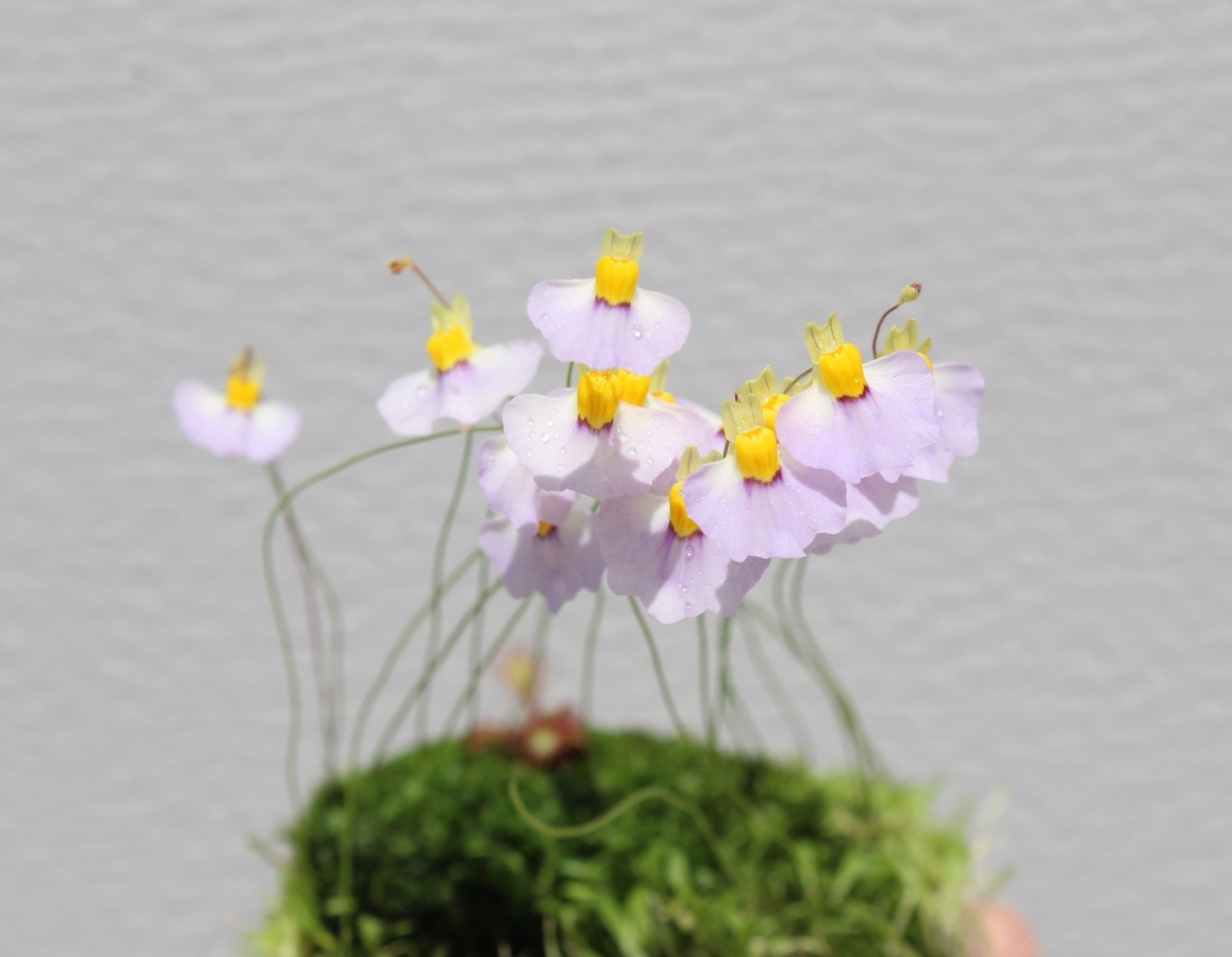 Utricularia bisquamata “Betty’s Bay” – flowering!