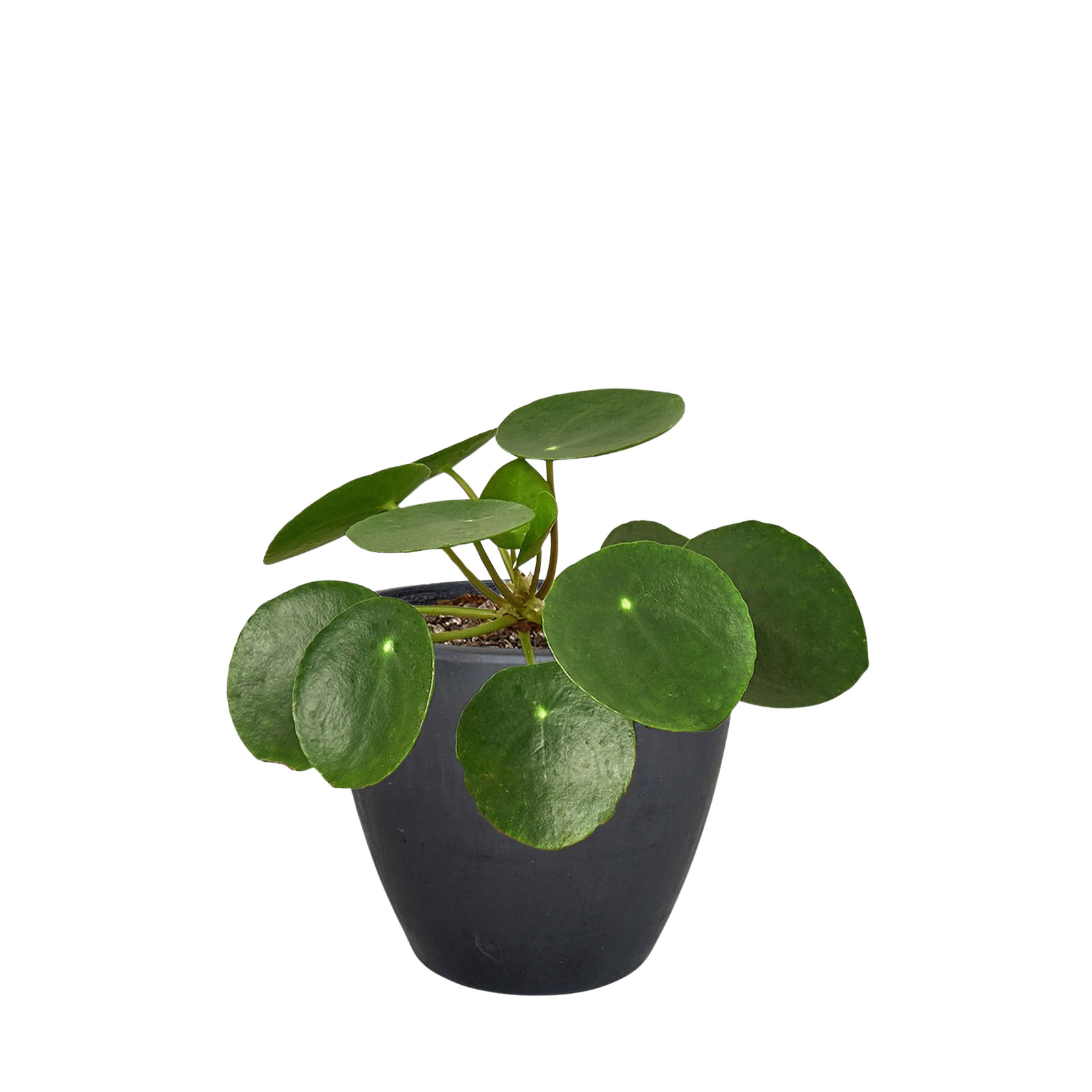 Pilea Peperomioides Chinese Money Plant • Pancake Plant • 4″ or 6″ Pot