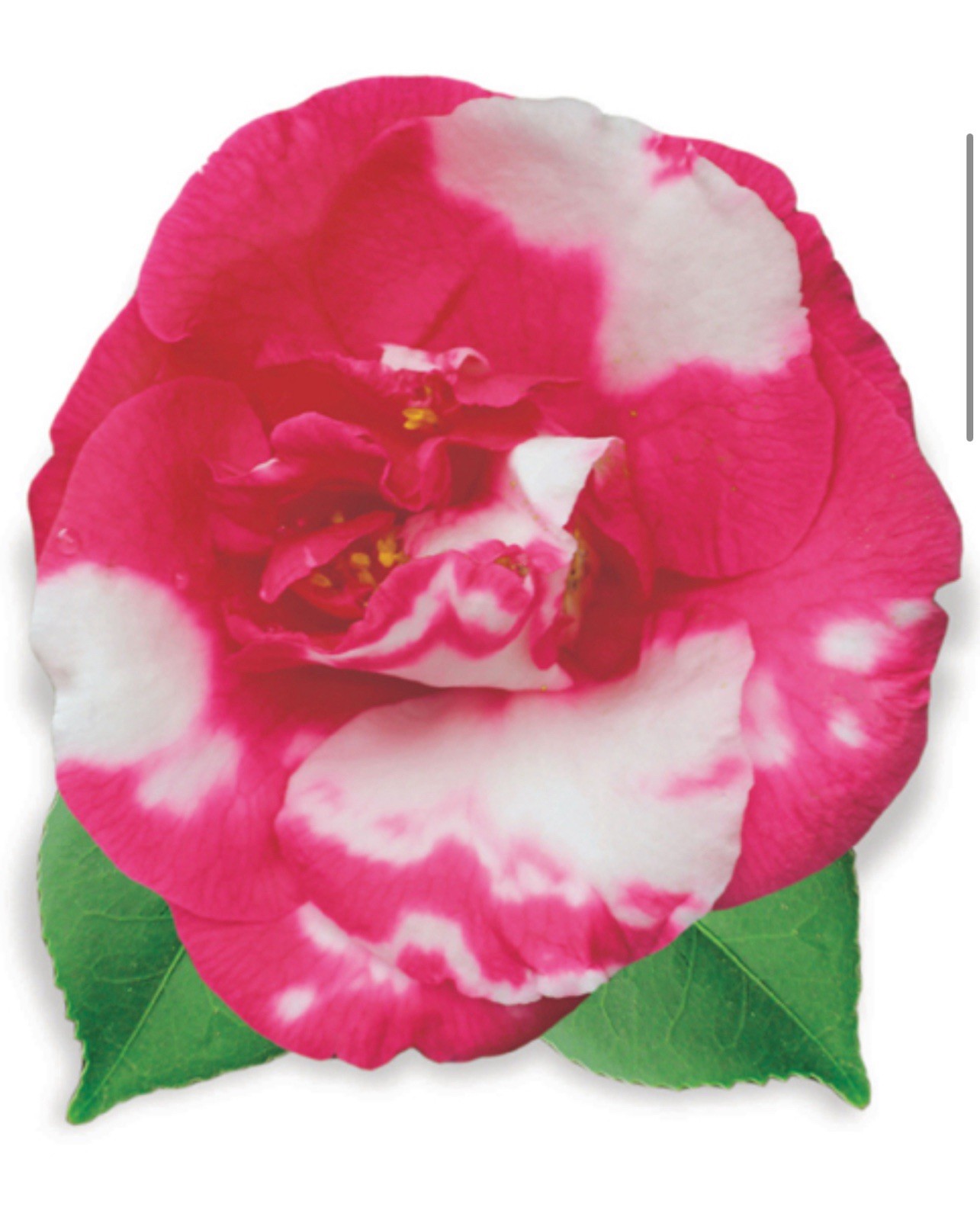 Nagasaki~~Camellia Japonica–Live STARTER Plant–VERY UNIQUE COLOR!