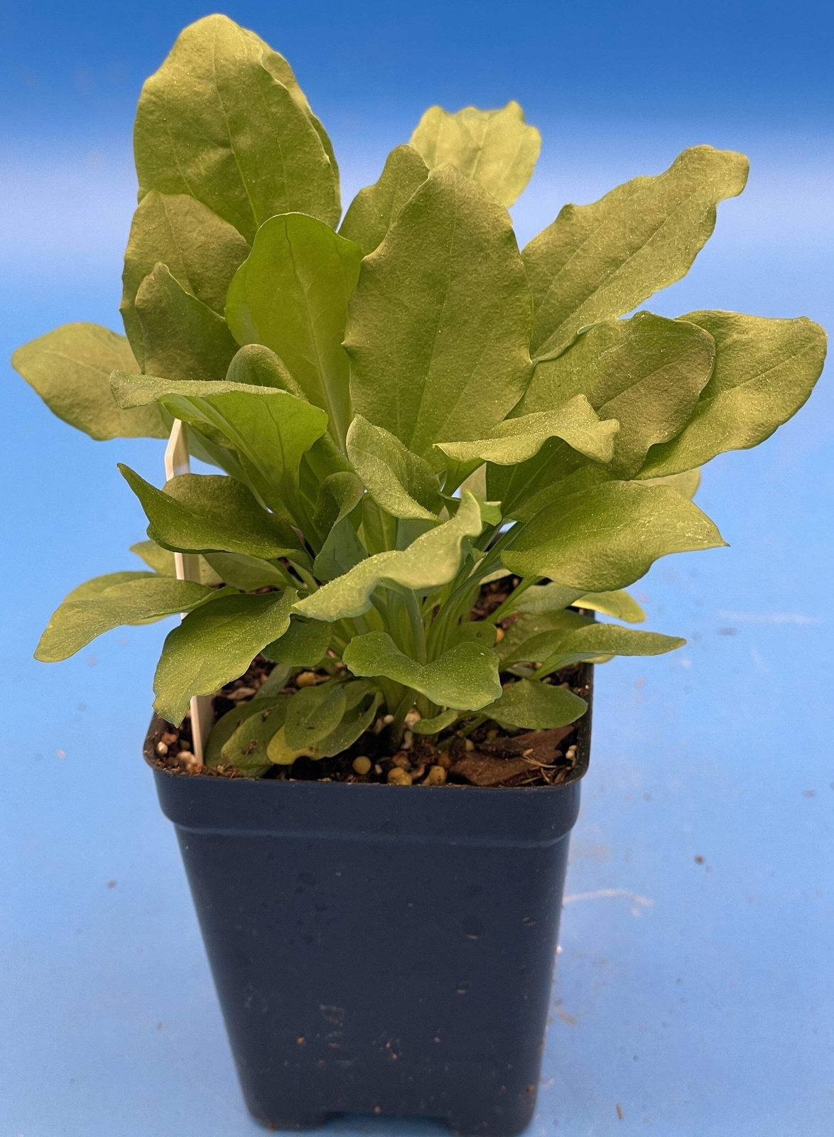 Greater Plantain Starter Plant – Plantago Major – Useful Plants