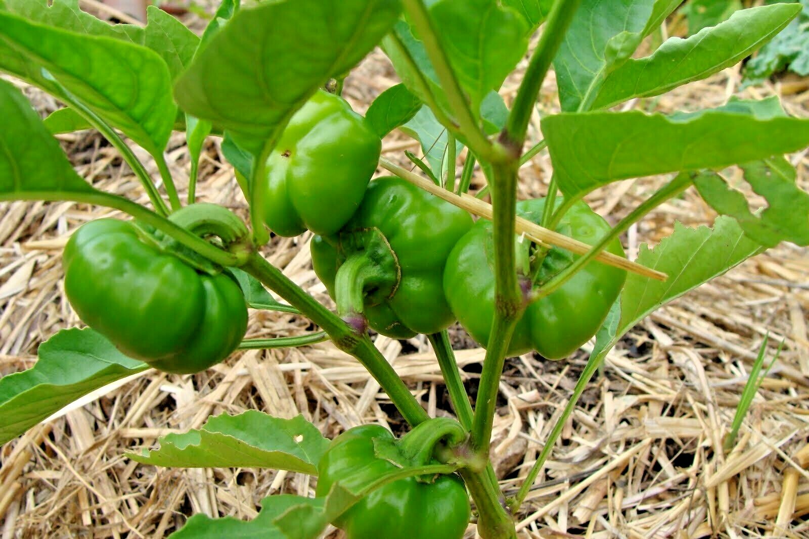 100+PIMENTO Sweet PEPPER Seeds Organic Summer Vegetable Garden Container Easy