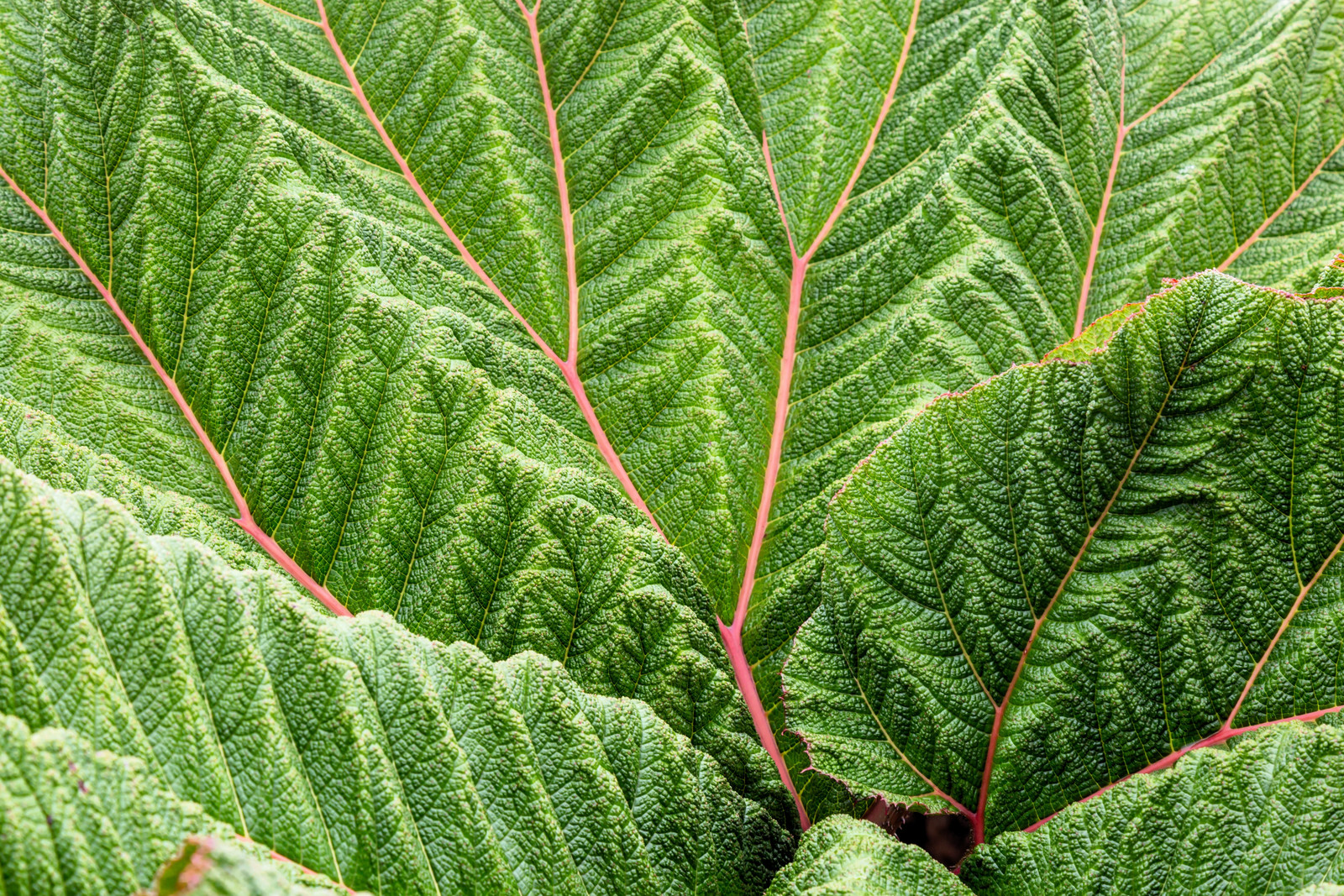 10 GUNNERA INSIGNIS Giant Rhubarb (Leaves to 6′, Red Flower Spikes to 3′) Seeds