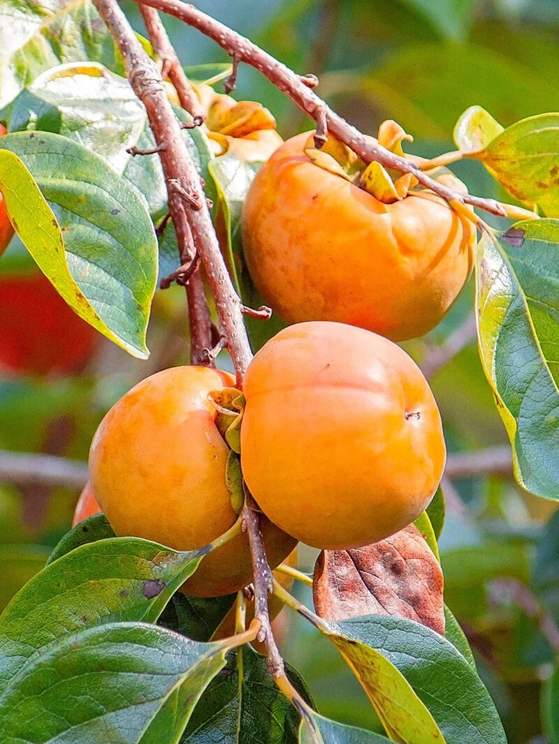 Persimmon tree – IMOTO FUYU (non astringent) 2-3 ft tall #5 pot Diospyros kaki