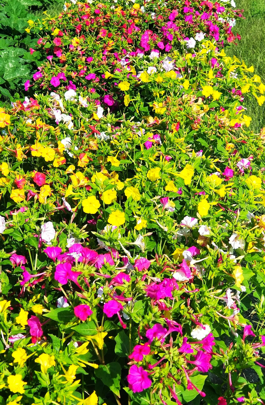 Marvel of Peru Four O Clock Seeds | Color Changing Rainbow Mix Flower Seed 2025