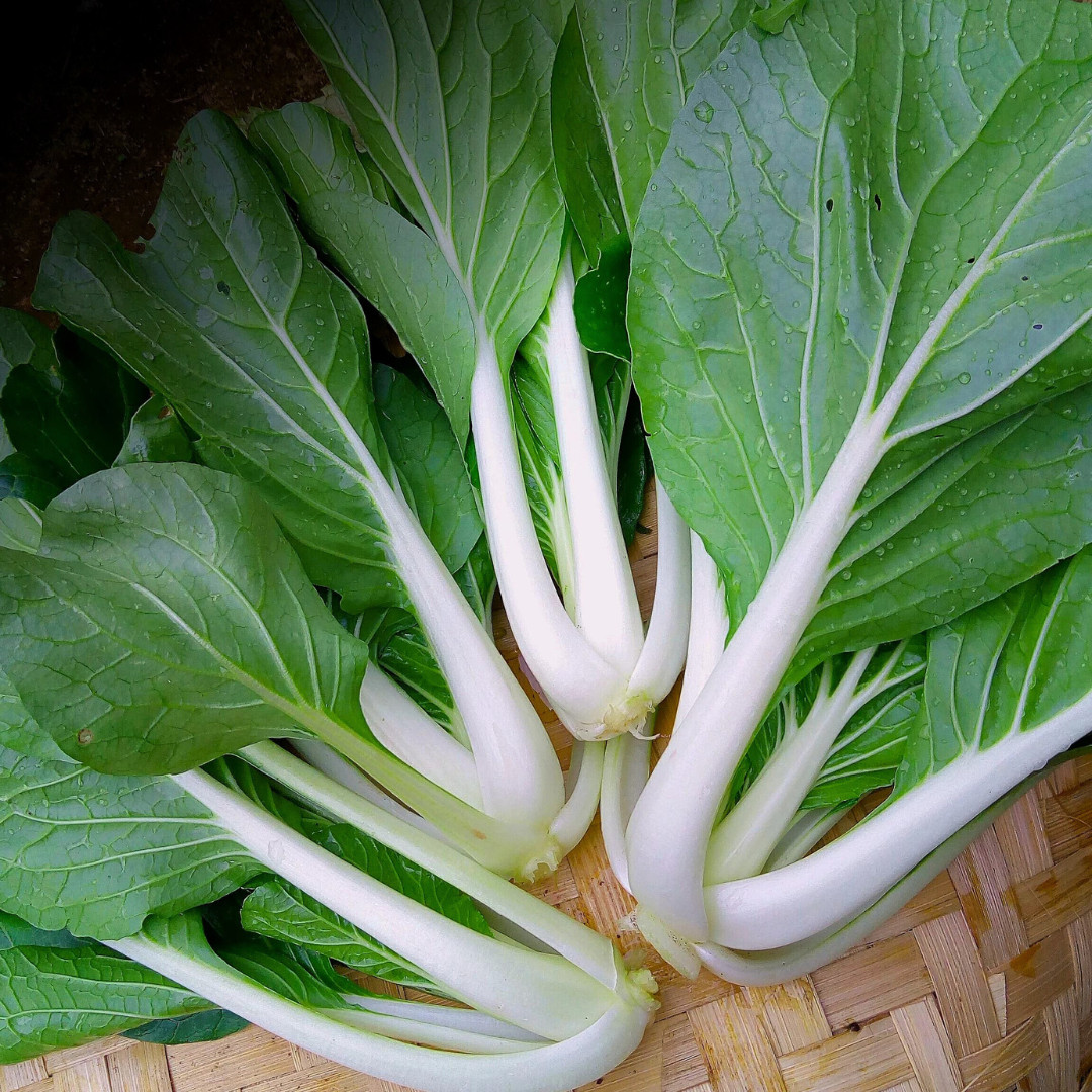 Fresh Tall White Stem Pak Choi Seeds | Heirloom Non-GMO | Asian Vegetable Seeds