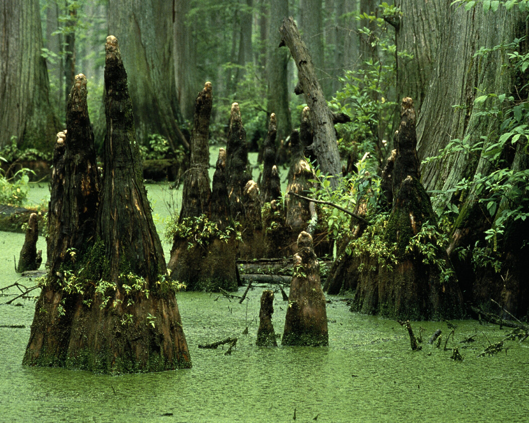 Bald Cypress, Taxodium distichum, Tree Seeds (Fast, Fall Colors, Hardy)