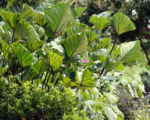 Colocasia – Tea Cup Elephant Ear – 1 Gallon Size Currently 2 to 3 FEET Tall