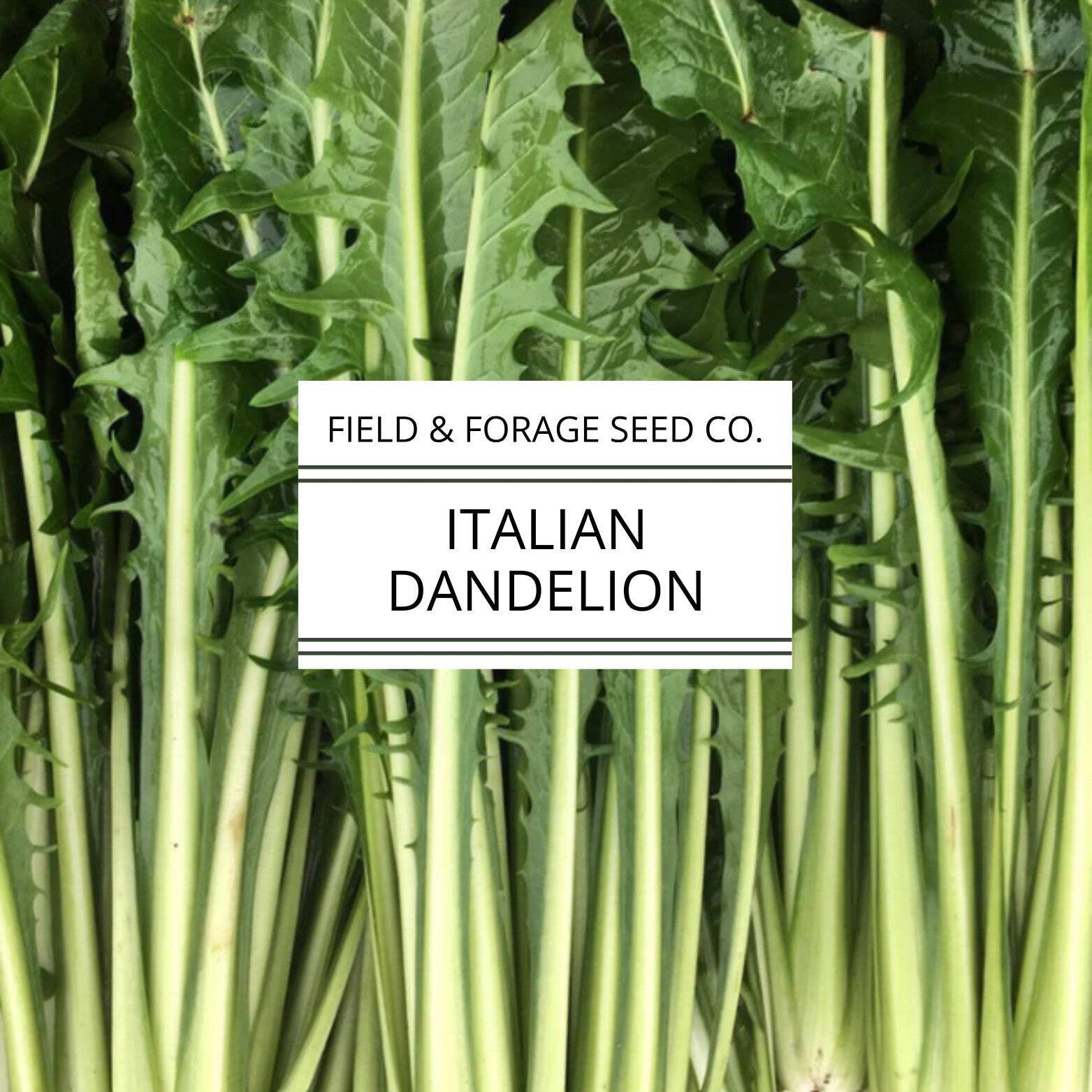 Italian Dandelion | Cichorium intybus | Heirloom Bitter Green | Non-GMO | 100 Se