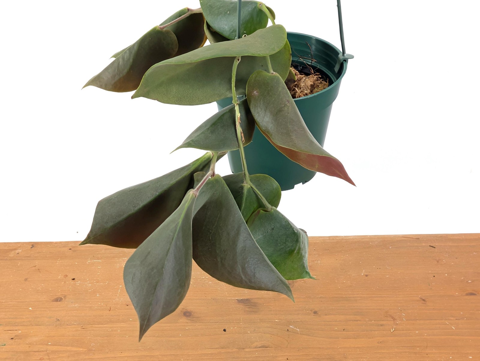Ceratostema Pendens