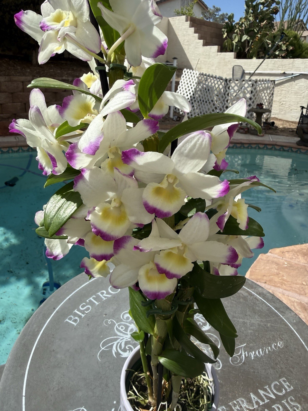 ORCHID PLANTS Den noble 1 short stem rooted stem no pot obo