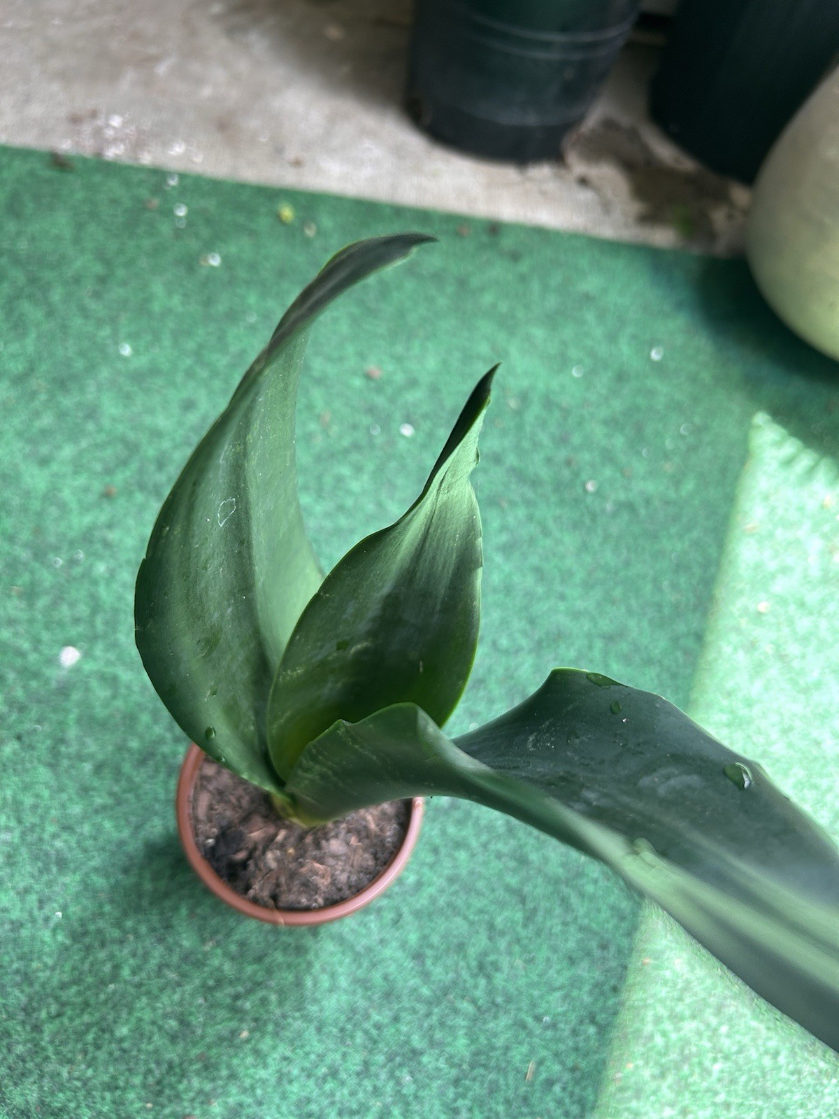 EXACT Sansevieria Black Dragon 12” Tall rooted healthy live snake plant