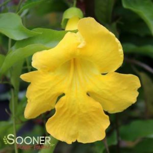 BIGNONIA “YELLOW” CROSSVINE*Rooted Starter Plant*USA SELLER*ATTRACTS BUTTERFLIES