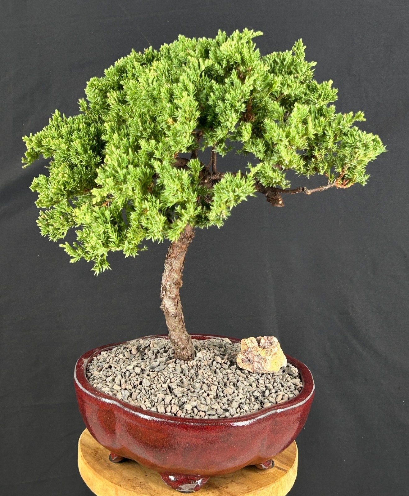 Juniper Finished Bonsai Tree Trained Outdoor Evergreen Juniper Procumbens Nana