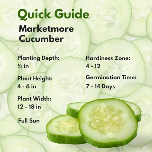 250+ Organic Marketmore Cucumber Seeds – 250 Seeds Marketmore Cucumber Antique