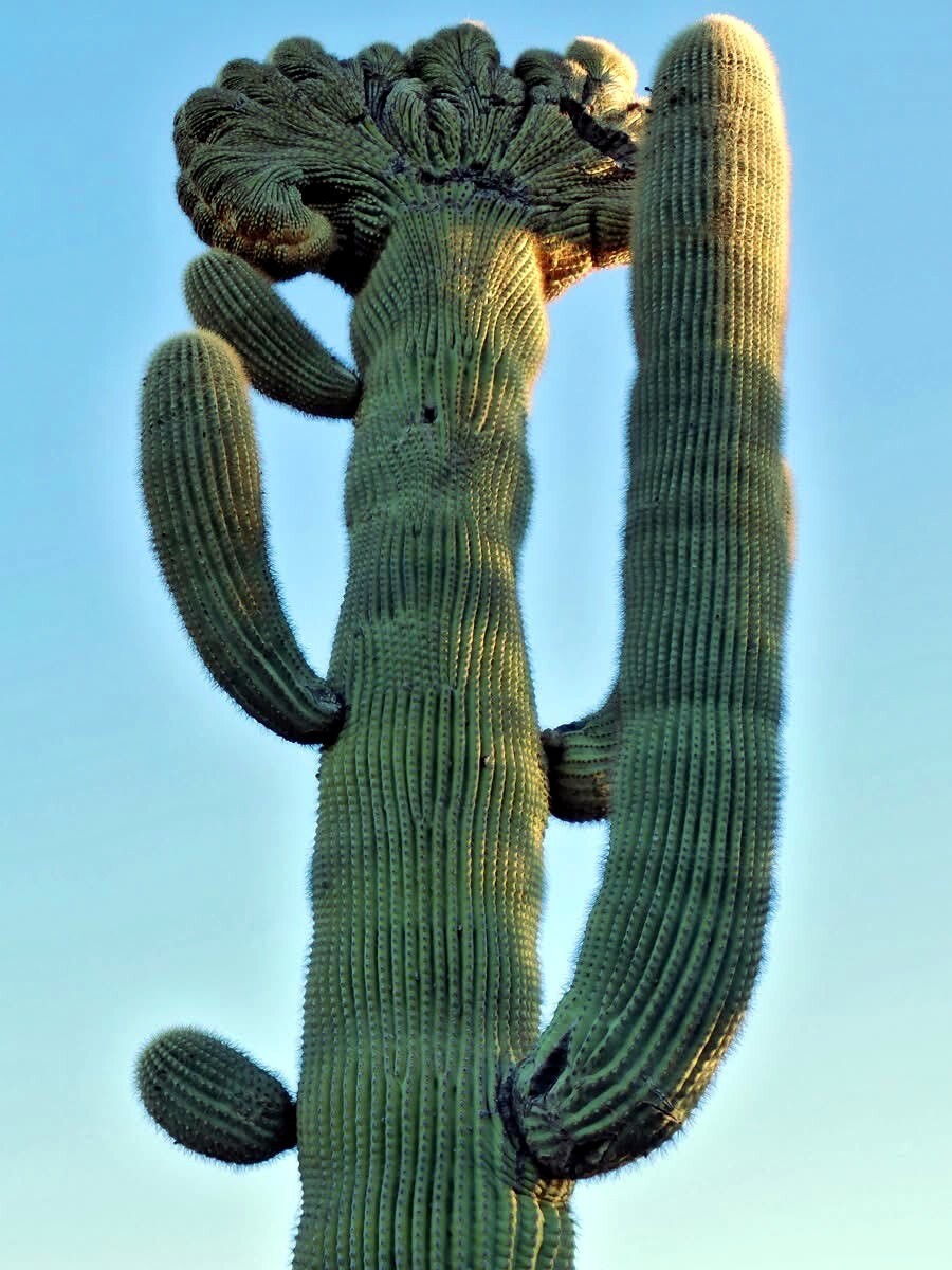 10 SAGUARO GIANT CACTUS SEEDS (Carnegiea gigantea) “Tree like Cacti” Hardy-8
