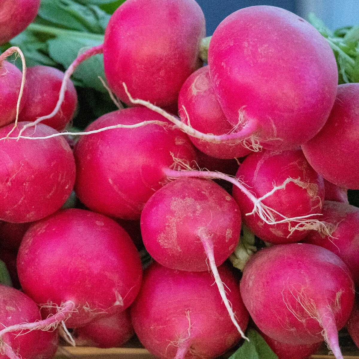 1/4 Lb German Giant Radish Seeds – Everwilde Farms Mylar Seed Packet