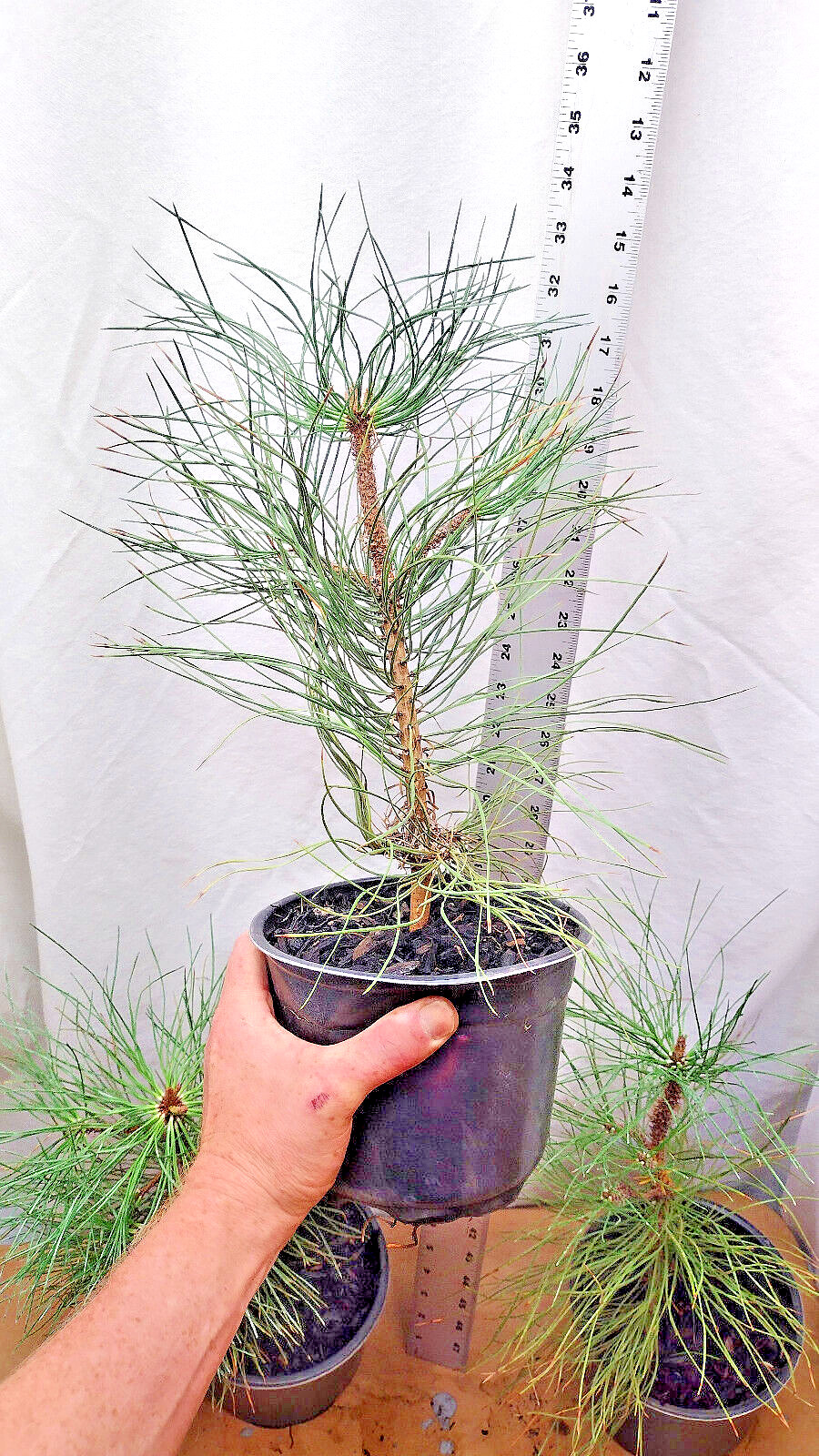 Native Ponderosa Pine Christmas Tree in nursery pot. Pinus.