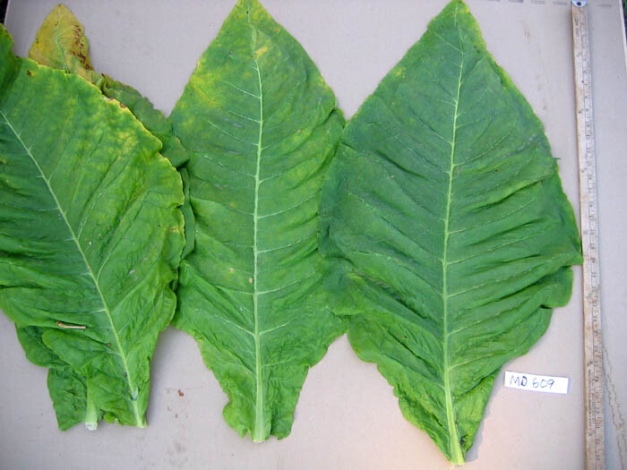 1000 MD 609 Tobacco Seeds ~ Nicotiana Tabacum ~ HUGE Leaves!