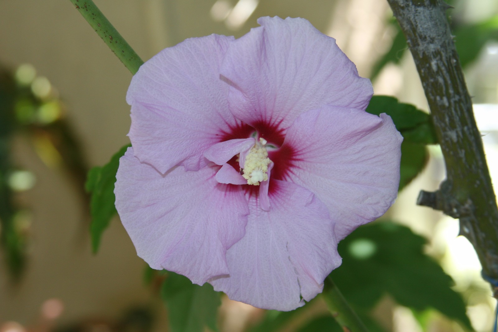 (5) Unrooted Cuttings Rose-of-Sharon ~Lavender~ Double, Stem, Bush/Shrub/Tree