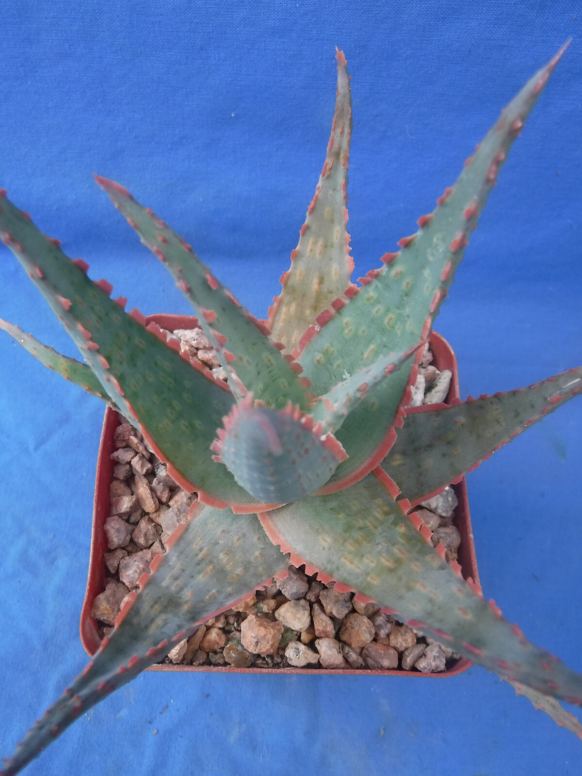 Aloe Hybrid KG “Dental Work” Great Colors/Texture Succulent 3″ to 4″ Wide 3″ Pot