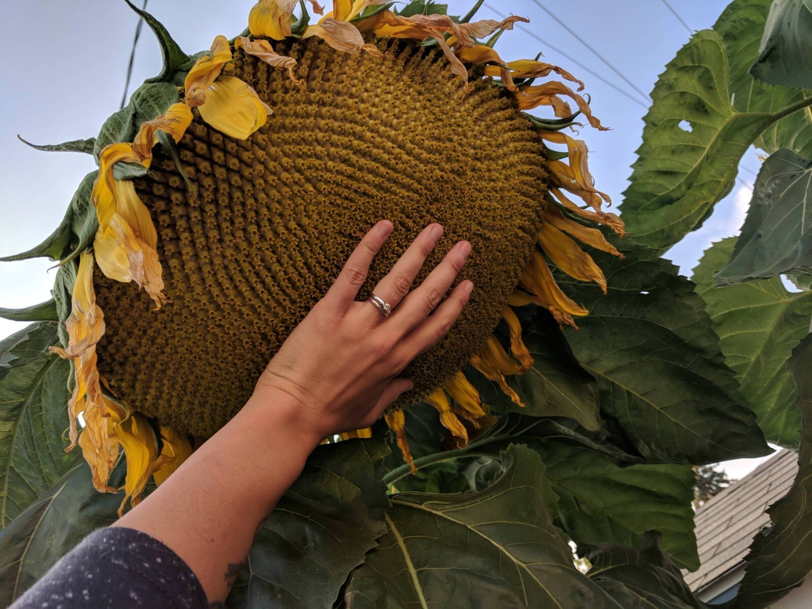 50+ Mammoth Grey Stripe Sunflower Seeds – Huge – Giant – Large Sunflowers -FRESH
