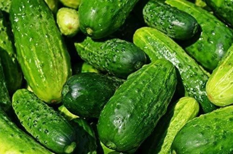 50 Pack of Straight Eight Cucumber Seeds – Ideal for Spring Planting & Slicing