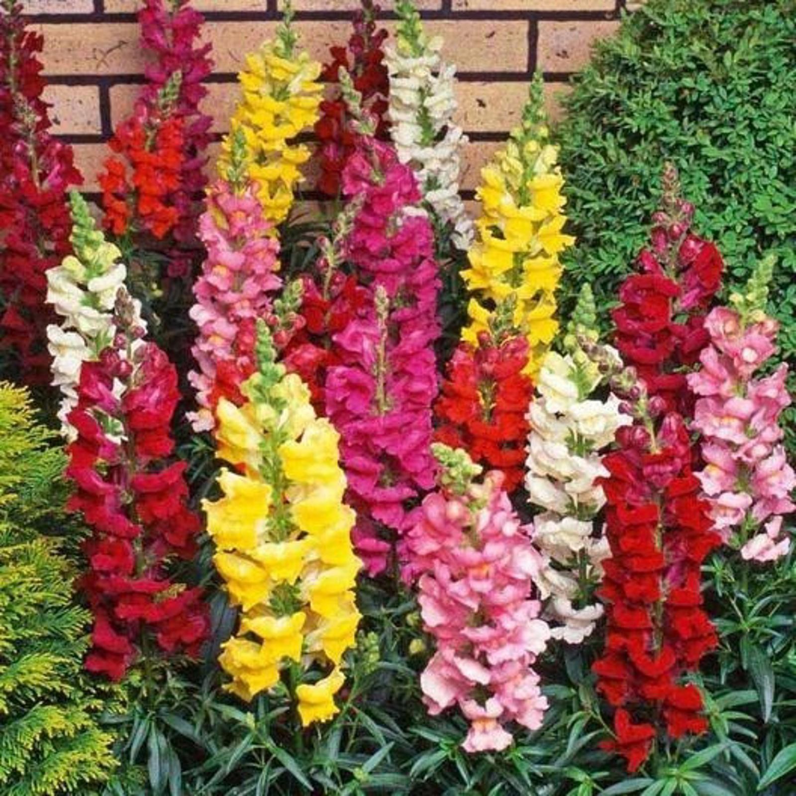 3000 Hummingbird & Butterfly Pollinator Wildflower Seeds Mix Non-GMO