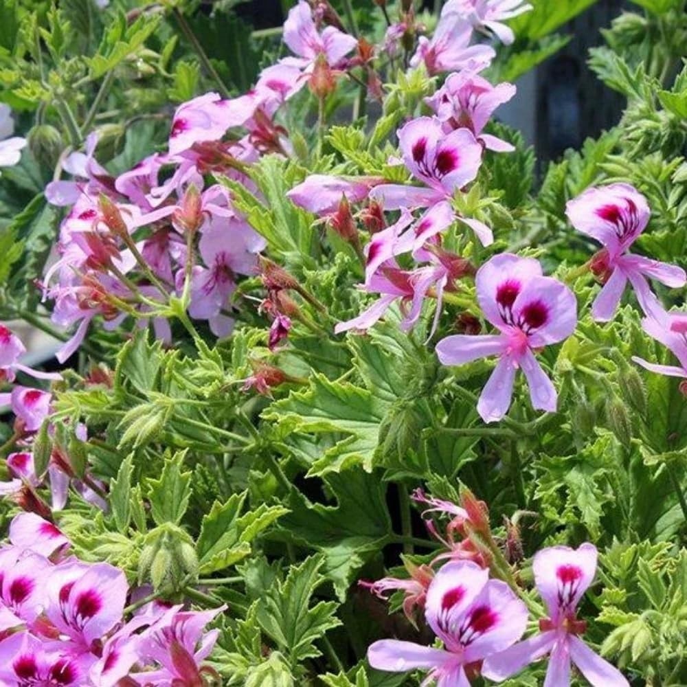 1500 Citronella Plant Seeds Non-Gmo Citronella Plant Seeds Home Heirloom Garden
