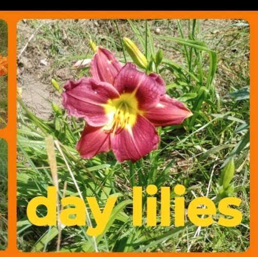 Assorted Daylilies, Many Different Colors, perennials return every year (1 Root)