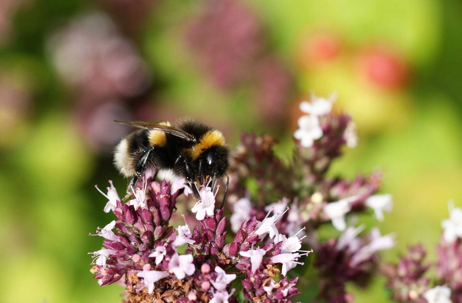 2000 SWEET MARJORAM Origanum Majorana Herb Flower Seeds